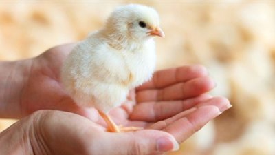 خير أم شر ؟ .. تفسير رؤية الكتكوت في المنام لابن سيرين