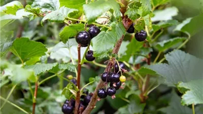 دراسة حديثة: العنب الأسود يعزز المناعة