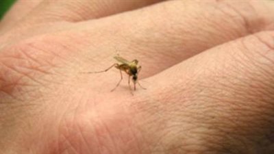  تفسير رؤية الناموس في المنام وعلاقته بالمتاعب والهموم 