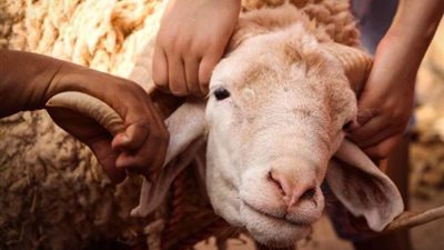 ما حكم الجمع بين الأضحية والعقيقة؟.. الإفتاء توضح
