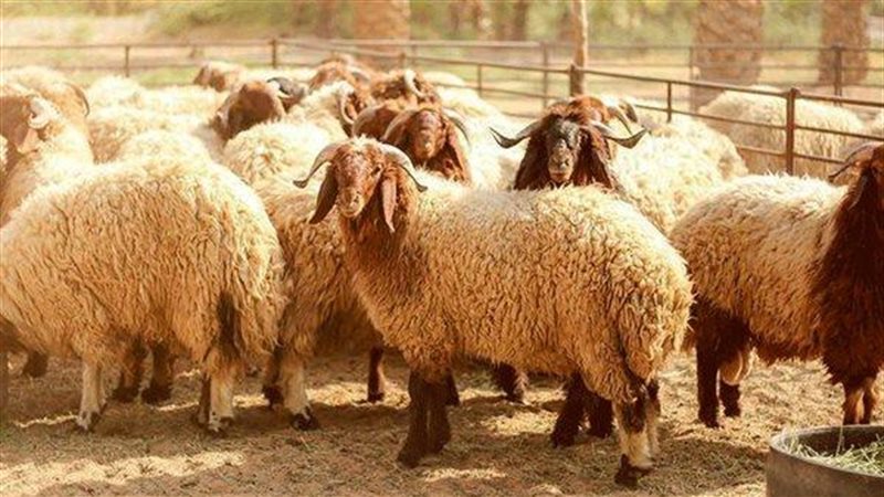 صورة تعبيرية