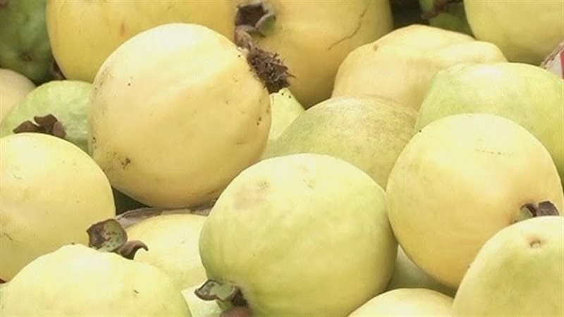 الجوافة