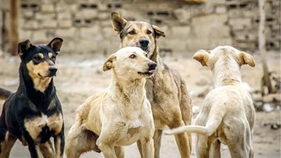 هل يجوز قتل الكلاب الضالة؟ .. أمين الفتوى يُجيب