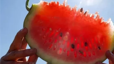 العلم يحسم موطن البطيخ الأصلي