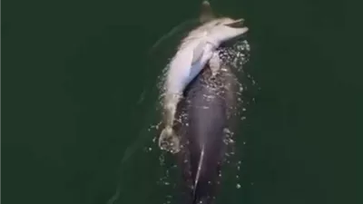 دلفين يودع صغيره النافق أياما