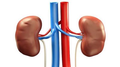 أبرزها البصل.. أطعمة تحمي كليتيكِ من الأمراض.. تعرفي عليها