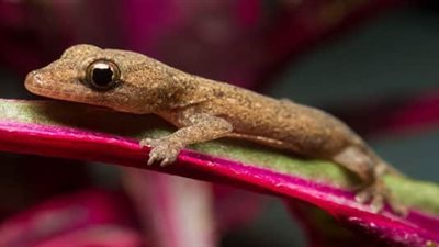 تفسير حلم البرص في المنام للعزباء والمتزوجة  