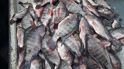مع اقتراب رمضان.. استقرار أسعار السمك اليوم.. والبوري بـ 70 جنيها