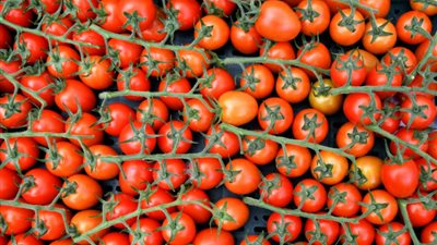 انخفاض أسعار الطماطم واستقرار البرتقال البلدي والبصل بـ 5 جنيهات.. اليوم 