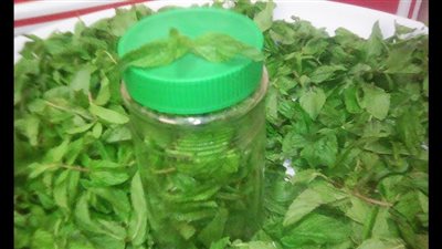 استعدادا لـ شهر رمضان.. طريقة تخزين النعناع الأخضر 