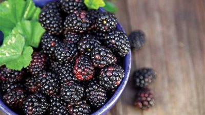 فوائد التوت للبشرة والشعر.. تعرفي عليها