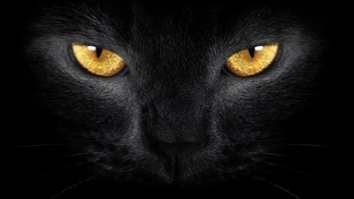 ما علاقة الجن بالقط الأسود؟.. مبروك عطية يكشف مفاجأة.. فيديو