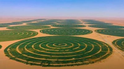 توشكى.. مشروع يحقق حلم الاكتفاء الذاتي من القمح