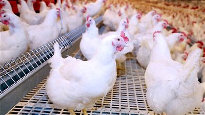 أسعار الدواجن اليوم الأثنين 5-4-2021.. البيضاء بـ29 جنيها