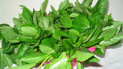 لست البيت.. أفضل طريقة لتخزين الملوخية والقلقاس بالفريزر 