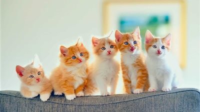 إزاي أشتري قطة مضمونة.. نصائح للبنات