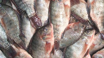 أسعار الأسماك اليوم السبت 10-4-2021.. البلطى بـ17 جنيها