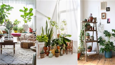 تمنحك راحة نفسية.. جددى ديكور منزلك بالنباتات (صور)
