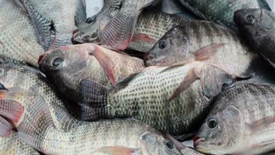 في أول أيام رمضان.. البلطي يصل سعره إلى 24 جنيها