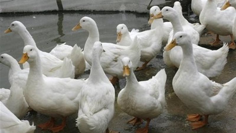 ربع مليون بطة في
