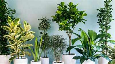 تضفي لمسة حيوية.. أجمل نباتات الزينة لتجديد ديكور المنزل