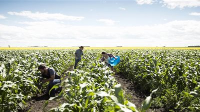 للباحثات عن الاستثمار الناجح.. تعرفي على مشروع استخلاص الزيوت