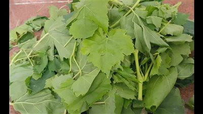 «باعوا ورق التوت باعتباره ورق عنب».. وتحذيرات من نقيب الفلاحين للتجار