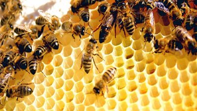 «تضليل النحل».. أغرب طريقة للكشف عن كورونا