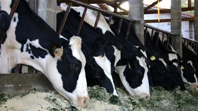 يوفر أضاحي بأسعار مميزة.. 5 معلومات عن مشروع الماشية في بورسعيد