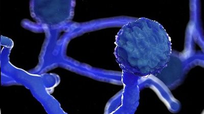 ما هو الفطر الأسود؟ والفئات المعرضة للإصابة | فيديو