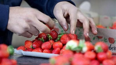 بسبب الفراولة.. أزمة سياسية في الجزائر