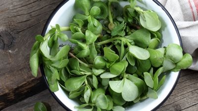 نبات الرجلة.. يحارب السرطان ويطهر المعدة ويخفض مستويات الكوليسترول