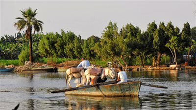 ذبح 10 حمير.. المتهم للنيابة: «بعمل بيهم طبول»