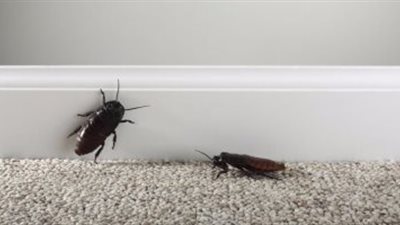 5 طرق فعّالة للتخلص من الصراصير في منزلك