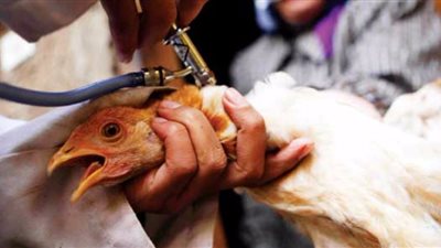 حقيقة استخدام مضادات حيوية محظورة عالميًّا في مزارع الفراخ