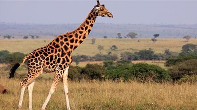 تفسير رؤية الزرافة في المنام للحامل والعزباء والمتزوجة 