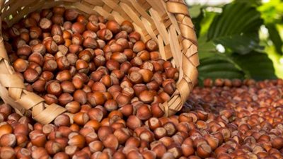 ماذا يحدث لجسمك عند تناول البندق