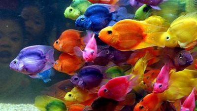 طبيب بيطري: «كورونا» تتسبب في نفوق أسماك الزينة