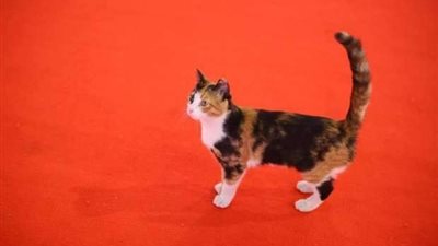 الأوبرا عن قطة المهرجان: منقدرش نقتلها.. وعندنا 20 قطة شبهها في الساحة الخارجية 