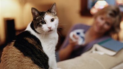 جارتي تربي قططًا تؤذيني.. فهل يجوز سمّها؟ الدكتور علي جمعة يجيب