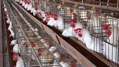 أسعار الدواجن اليوم الأحد 20 يونيو.. وكرتونة البيض بـ45 جنيهًا