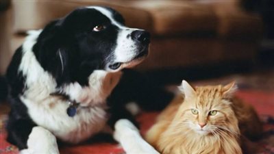بشرط ألا تدخليهما لغرفة نومك.. الكلاب والقطط يجلبان الطاقة الإيجابية | فيديو