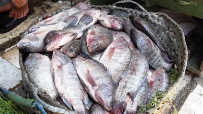 أسعار الأسماك اليوم الإثنين 5-7-2021 في سوق العبور