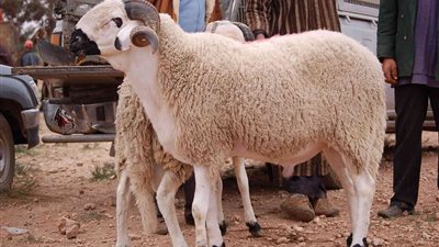 «العرجاء» و«العمياء».. أبرز شروط عدم ذبح الأضحية