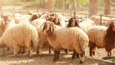 هل يجوز ذبح الأضحية عن الميت؟.. «فتوى الأزهر» تجيب