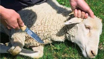 قبل العيد.. هذا الجزء من لحم الأضحية يُسبب الوفاة