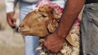 «مينيو الخروف».. تناولي لحوم الأضاحي دون أضرار صحية