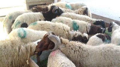 لأول مرة.. «مشروع صكوك أضاحي» يحصد مائة مليون جنيه