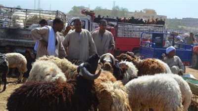 هل تجوز الأضحية عن المتوفى؟.. أحمد كريمة يفجر مفاجأة 