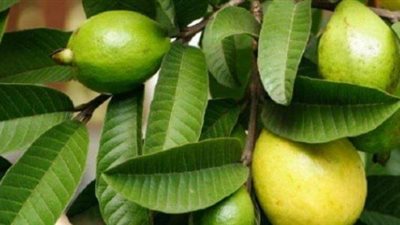 من بينهم نمو الشعر.. 10 فوائد صحية لأوراق الجوافة 